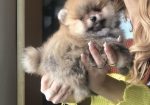 Pomeranac, Pomeranian, Boo stenci