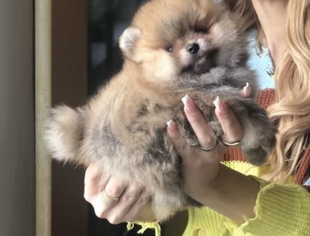 Pomeranac, Pomeranian, Boo stenci