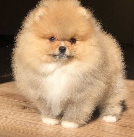 Pomeranski špic,Pomeranac,Boo,Pomeranian štenci