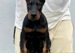 Doberman prelepi stenci