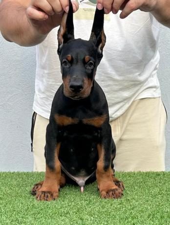 Doberman prelepi stenci