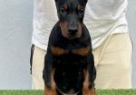 Doberman prelepi stenci