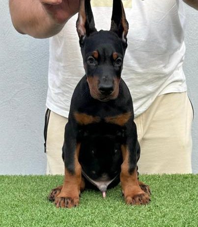 Doberman prelepi stenci