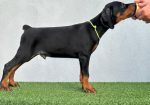 Doberman prelepi stenci