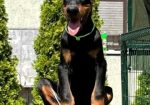 Doberman prelepi stenci