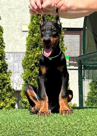 Doberman prelepi stenci