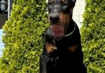 Doberman prelepi stenci