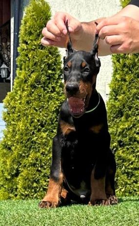 Doberman prelepi stenci