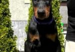 Doberman prelepi stenci