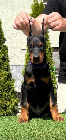 Doberman prelepi stenci