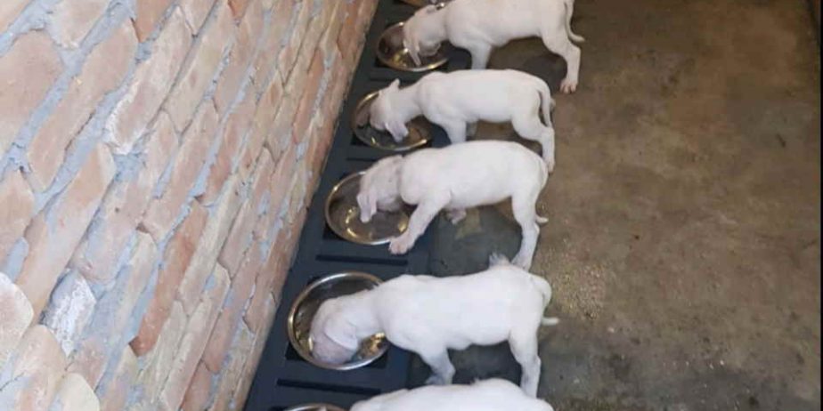 Na prodaju stenci Dogo Argentino, starosti pet meseci,