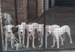 Na prodaju stenci Dogo Argentino, starosti pet meseci,