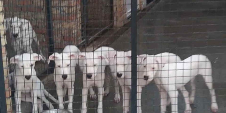 Na prodaju stenci Dogo Argentino, starosti pet meseci,