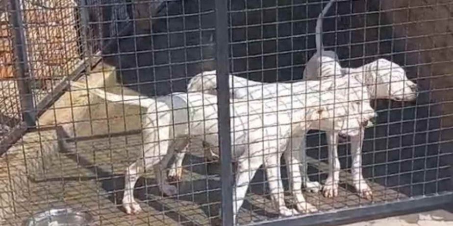 Na prodaju stenci Dogo Argentino, starosti pet meseci,