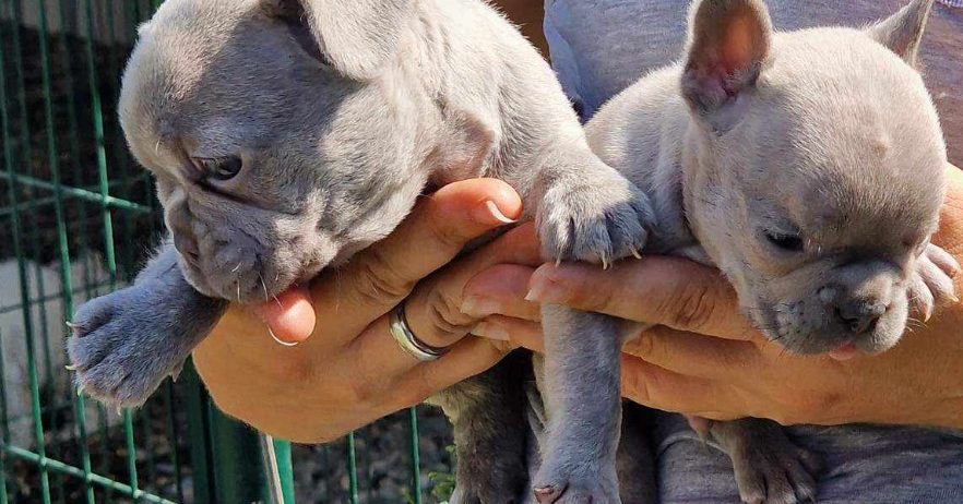 Francuski Buldog Exotic žensko štene