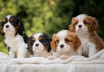 CAVALIER KING CHARLES