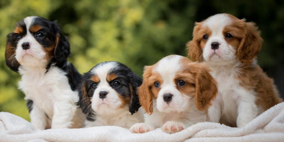 CAVALIER KING CHARLES