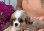 CAVALIER KING CHARLES