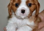 CAVALIER KING CHARLES