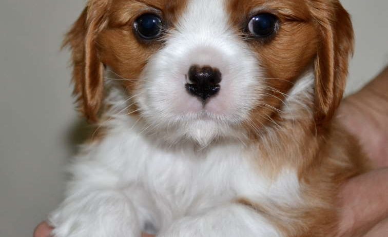 CAVALIER KING CHARLES