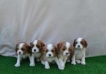 CAVALIER KING CHARLES