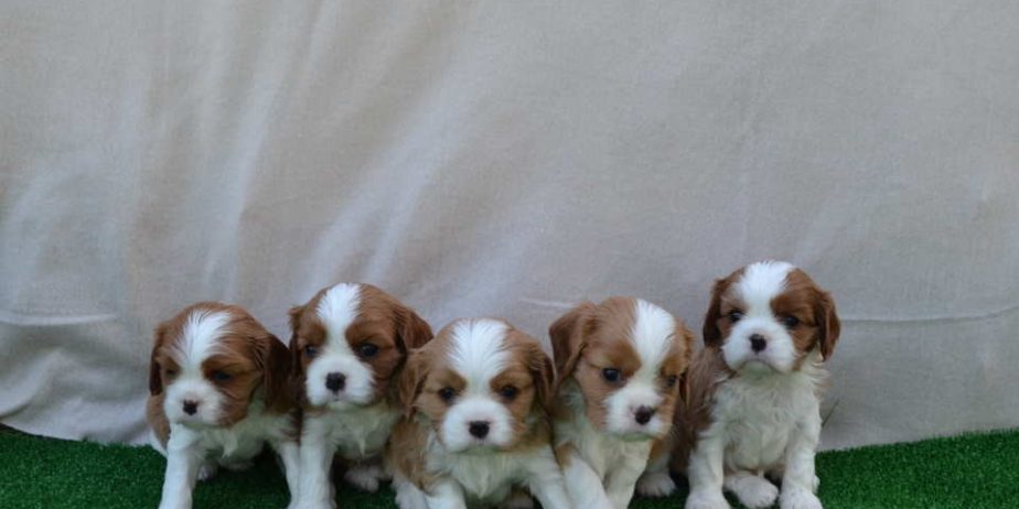 CAVALIER KING CHARLES