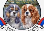 CAVALIER KING CHARLES