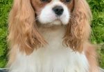 CAVALIER KING CHARLES