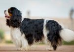 CAVALIER KING CHARLES