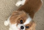 CAVALIER KING CHARLES