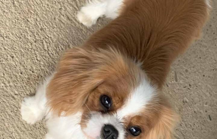 CAVALIER KING CHARLES