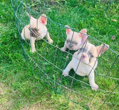 Francuski buldog stenci sa plavim ocima