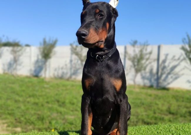 Doberman mužijaci