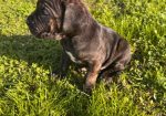 Cane Corso štenci