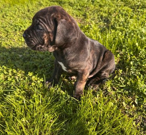 Cane Corso štenci