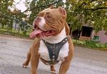 American bully pocket-Zamena