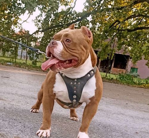 American bully pocket-Zamena