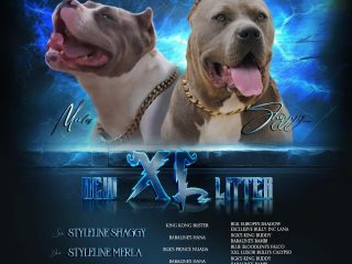 1-American-bully-xl-A1024