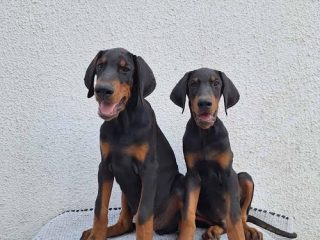 1-doberman-B1024