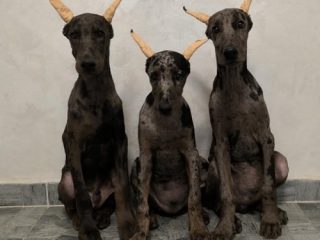 1-doberman-CR1024