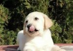 Labrador retriver