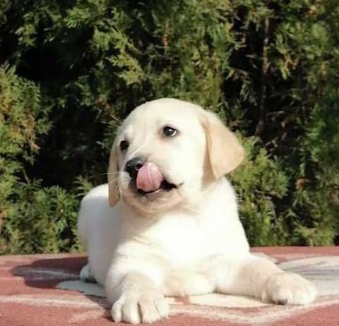 Labrador retriver