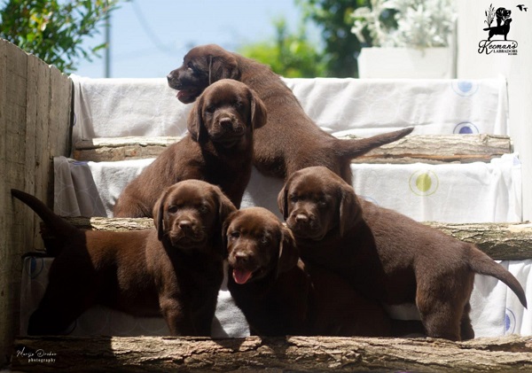 Labrador Retriver štenci, čokoladni