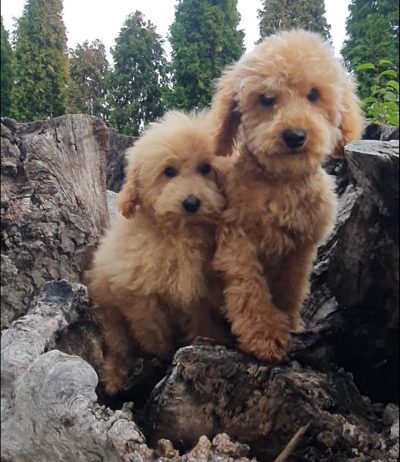 Prelepi MALTIPOO štenci