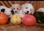 Prelepi MALTIPOO štenci