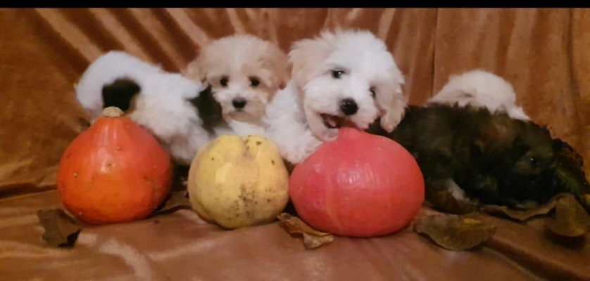 Prelepi MALTIPOO štenci