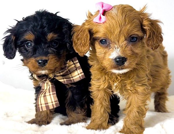 Cavapoo-kavapu (Cavalier + toy pudla)