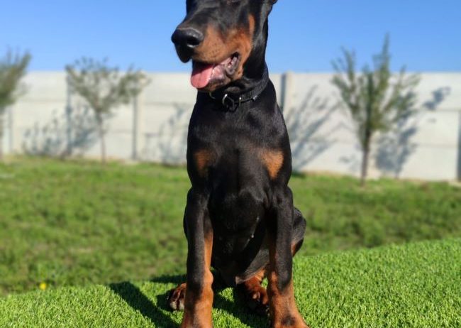 Doberman mužijaci