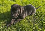 Cane Corso štenci