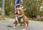 American bully pocket-Zamena